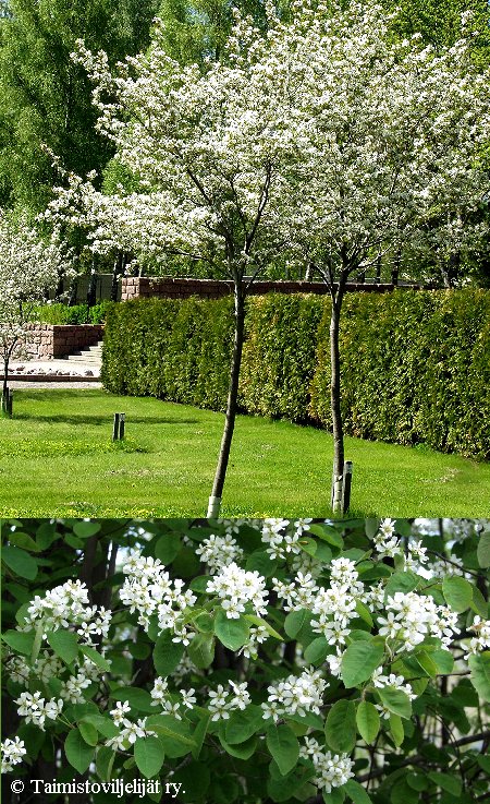 Amelanchier spicata